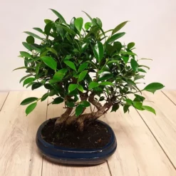 Bonsai Ficus Forest 25 Cm Pot