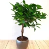 Ficus (microcarpa) 'Moclame' Op Stam P1