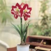 Hippeastrum Amaryllis Tigrée En 14 Cm