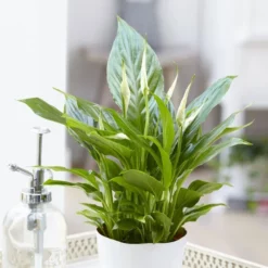 Spathiphyllum Cupido Silver