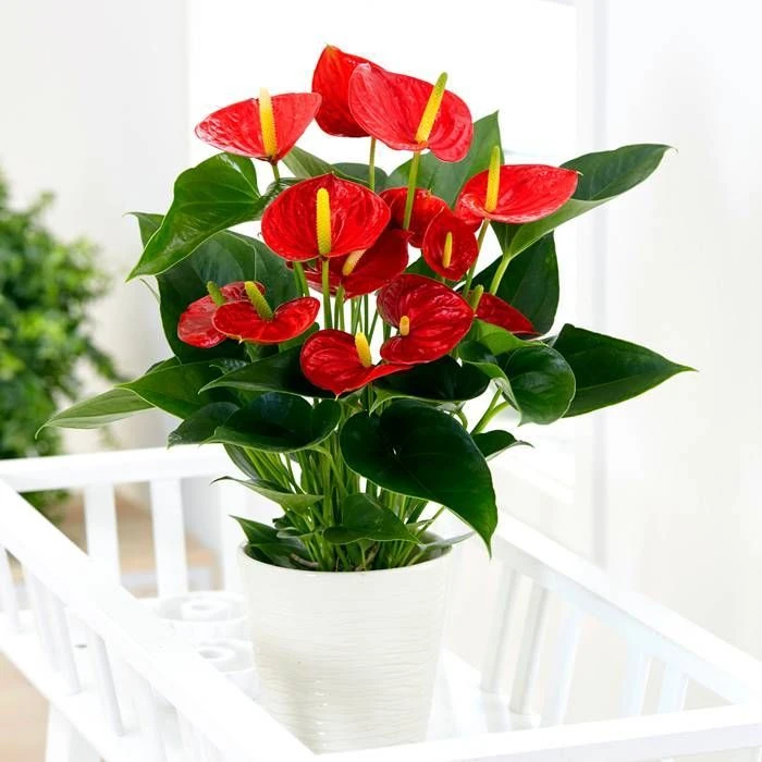 Anthurium Red 14 Cm 1 Anthurium Red 14 Cm