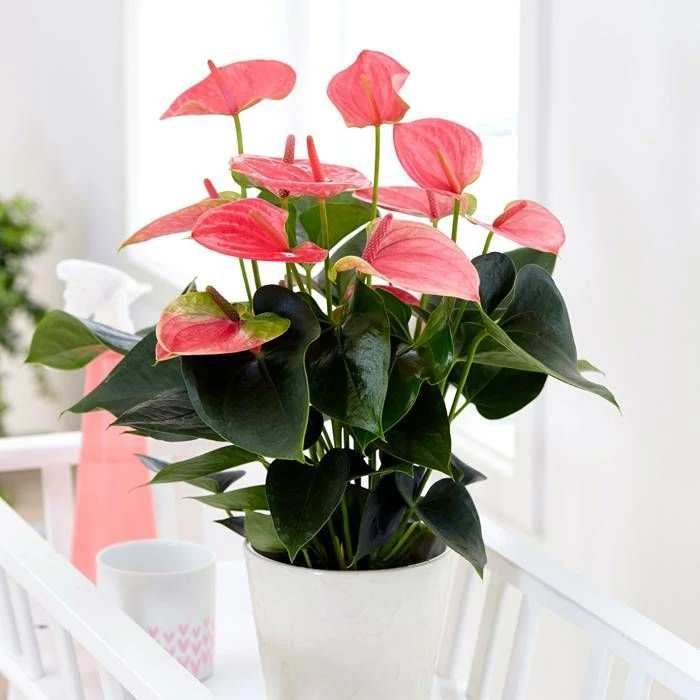 Anthurium Pink Champion 14 Cm 1 Anthurium Pink Champion 14 Cm