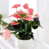 Anthurium Pink Champion 12 Cm