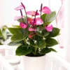 Anthurium Violette
