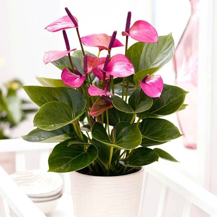 Anthurium Violette 1 Anthurium Violette