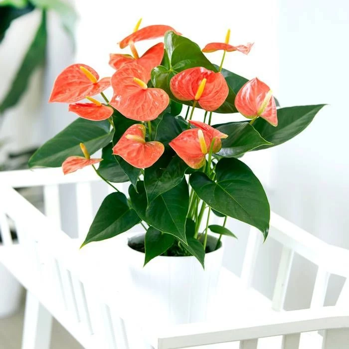 Anthurium Prince Orange 14 Cm 1 Anthurium Prince Orange 14 Cm