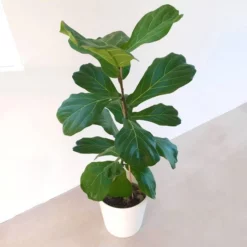Ficus Lyrata