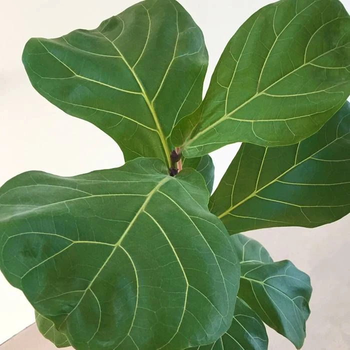 Ficus Lyrata 17 Cm Pot 2 Ficus Lyrata 17 Cm Pot – Image 2