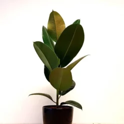 Ficus Elastica Robusta P17