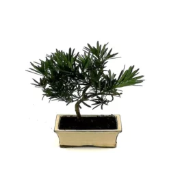 Bonsaï Podocarpus