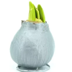 Amaryllis Touch Of Wax Grise