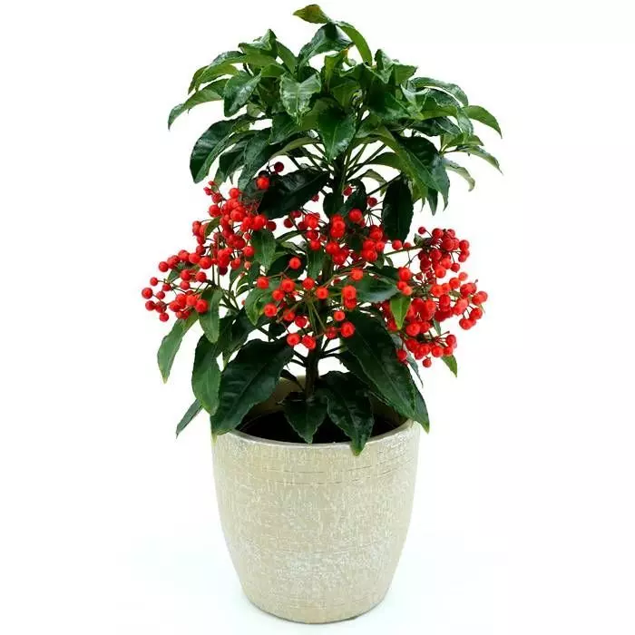 Ardis Crenata 1 Ardis Crenata