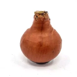 Amaryllis Touch Of Wax Bronze