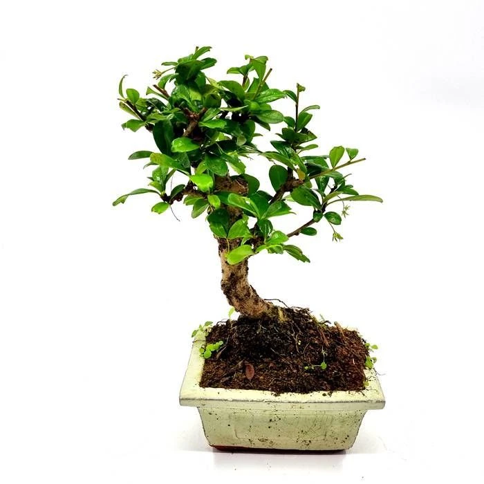 Bonsai Carmona Broom 12 Cm Pot 1 Bonsai Carmona Broom 12 Cm Pot