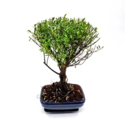 Bonsaï Suzygium 20 Cm
