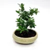 Bonsai Pyracantha
