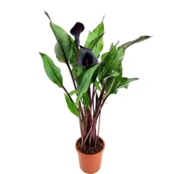 Zantedeschia Noir Pot De 13 Cm