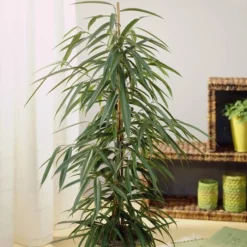 Ficus Binnendijkii Alii