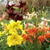 Mélange De Lys Tigrés