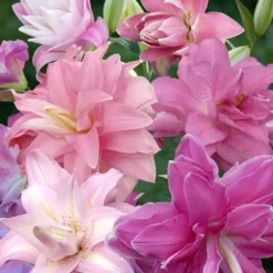 Lys Orientaux Lotus Mélangé 12/14