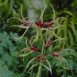 Amaryllis Chico 24/26