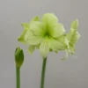 Amaryllis Fantasy 36/38