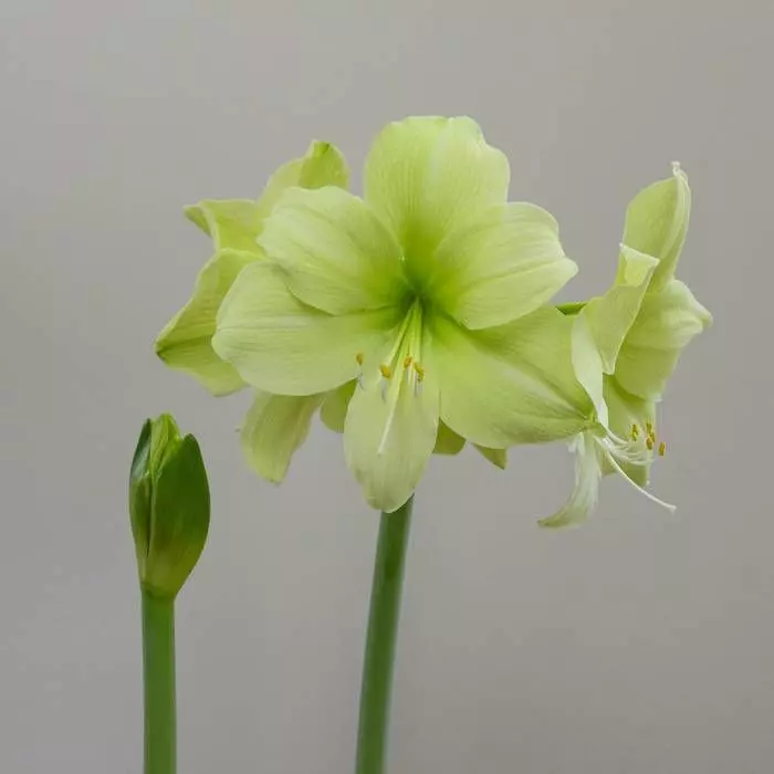 Amaryllis Fantasy 36/38 1 Amaryllis Fantasy 36/38
