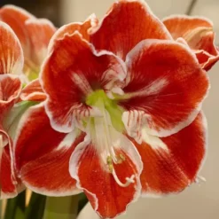Hippeastrum Samba 38/40
