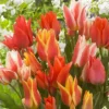Tulipes Greigii Mélangées