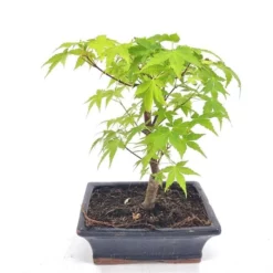 Bonsai Acer Palmatum Green 20 Cm Pot