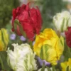 Tulip Parrot Mix 11/12 Cm