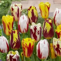 Tulipe Triomphe Mixte Rainbow X 50