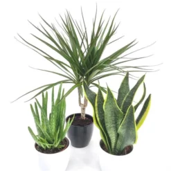 Plantes Collection - Dracaena Purificatrices D'air