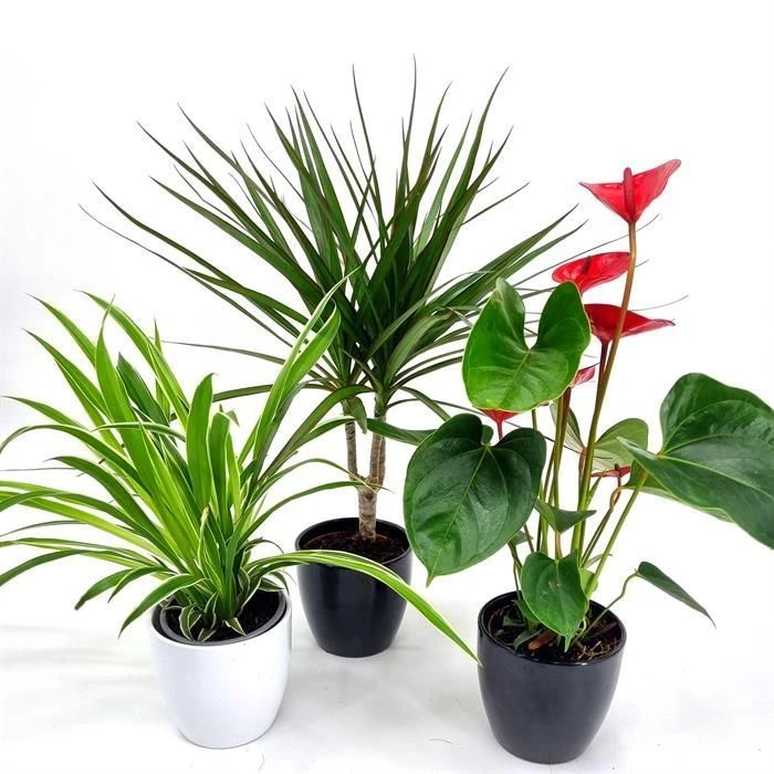 Plantes Collection - Anthurium Purificatrices D'air 1 Plantes Collection - Anthurium Purificatrices D'air