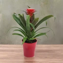 Bromelia Hope 12 Cm