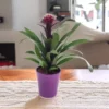 Bromelia Francesca 12 Cm