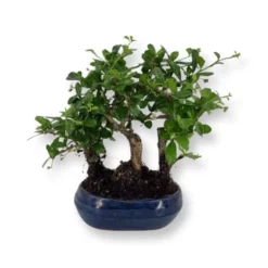 Bonsai Carmona Forest 12 Cm Pot