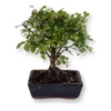 Bonsai Sageretia 15 Cm Pot